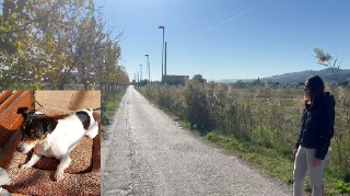 San Benedetto - Cane sbranato in zona Sentina: "Attaccato da un lupo"